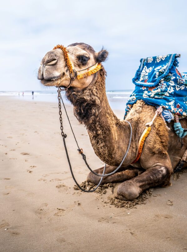 dariusz-kanclerz-t-PqDe9O5k4-unsplash